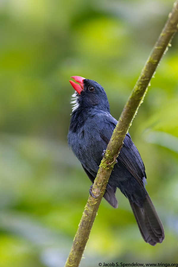 Slate-colored Grosbeak