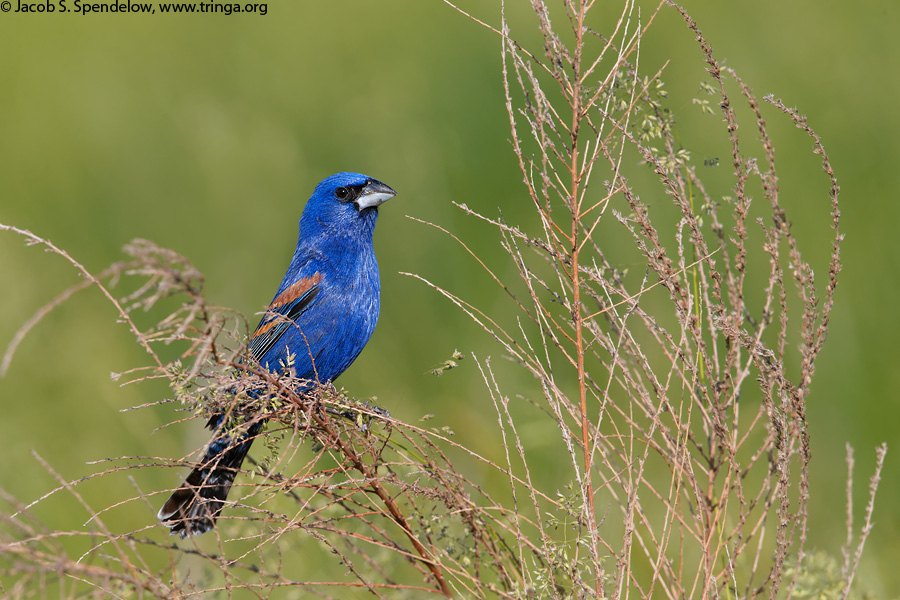 Blue Grosbeak