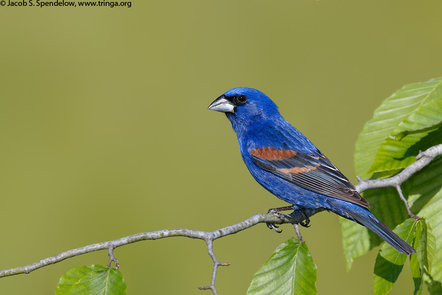 Blue Grosbeak