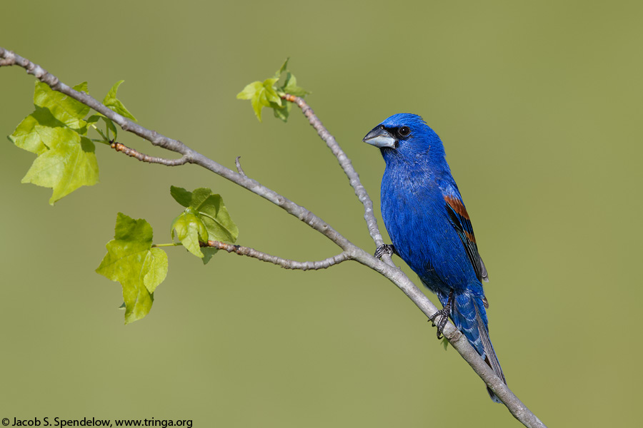 Blue Grosbeak