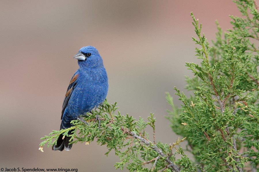 Blue Grosbeak