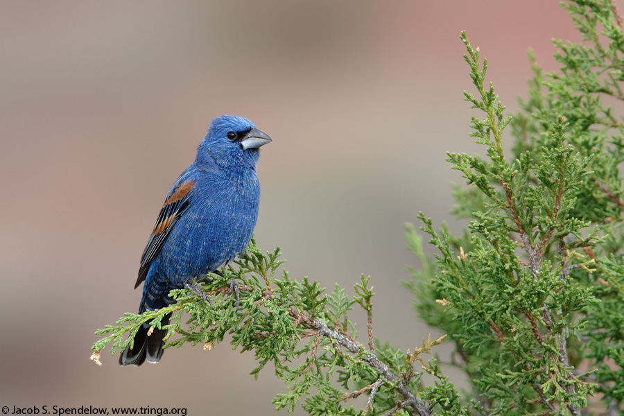 Blue Grosbeak