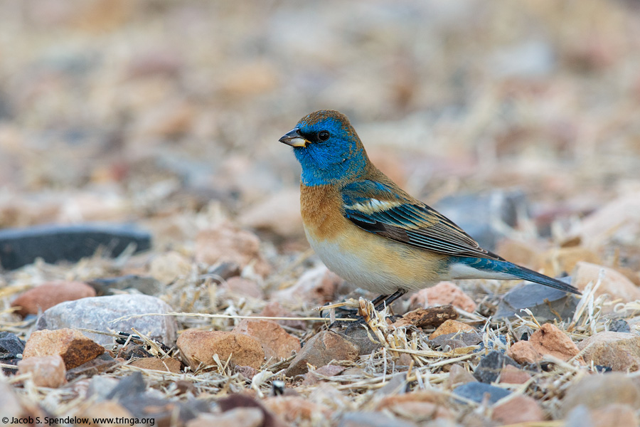 Lazuli Bunting