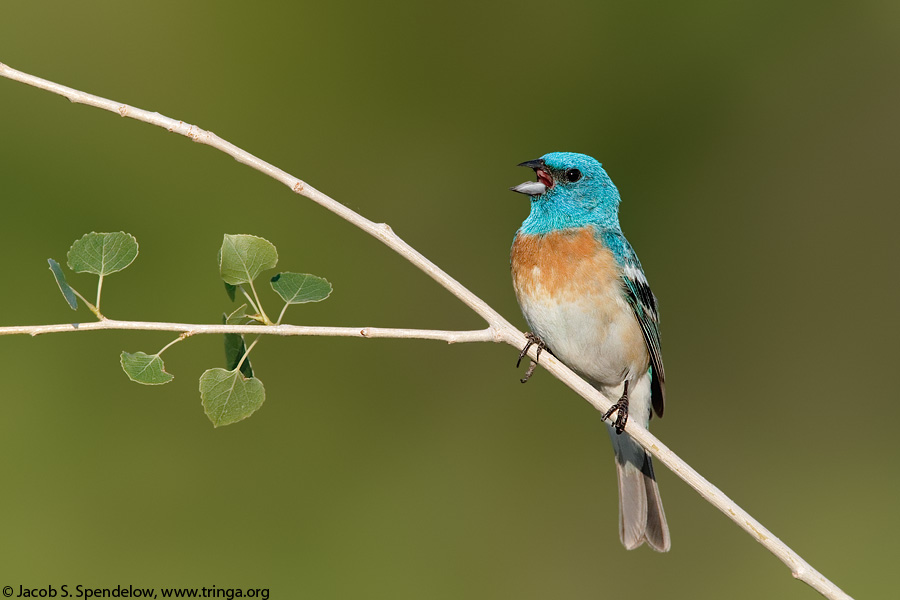 Lazuli Bunting