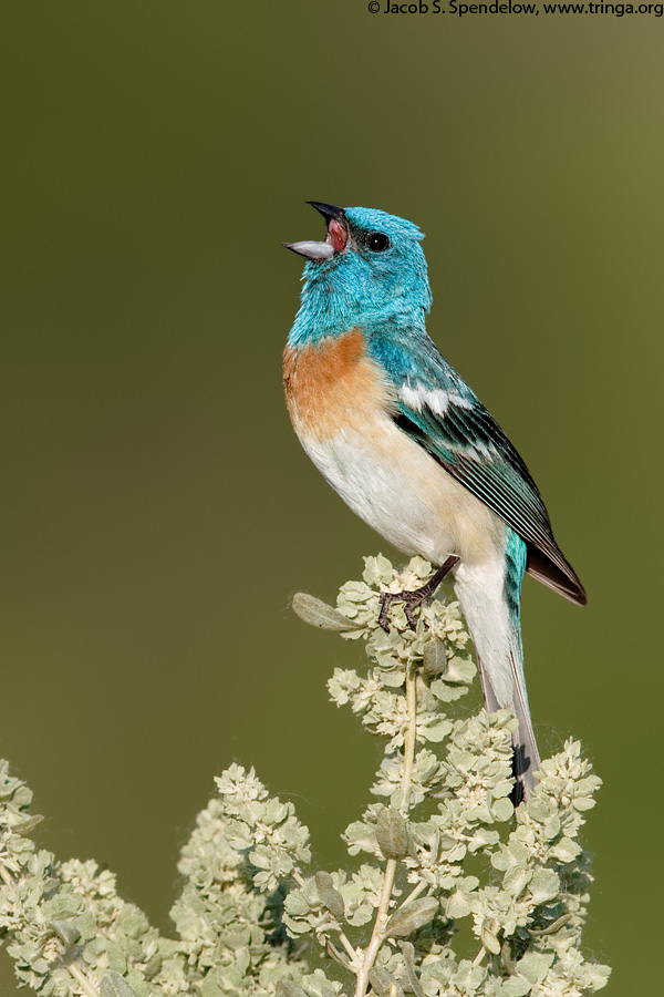 Lazuli Bunting