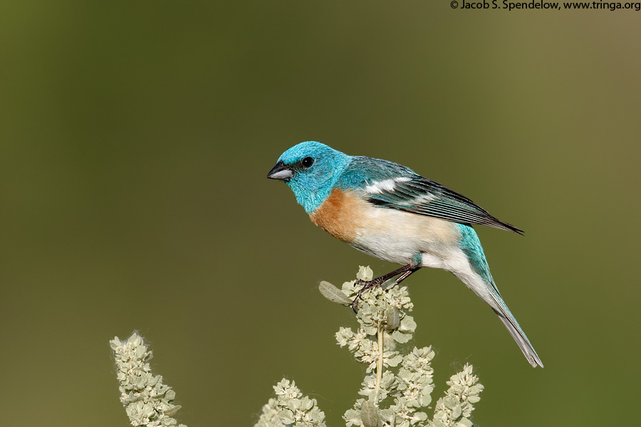 Lazuli Bunting