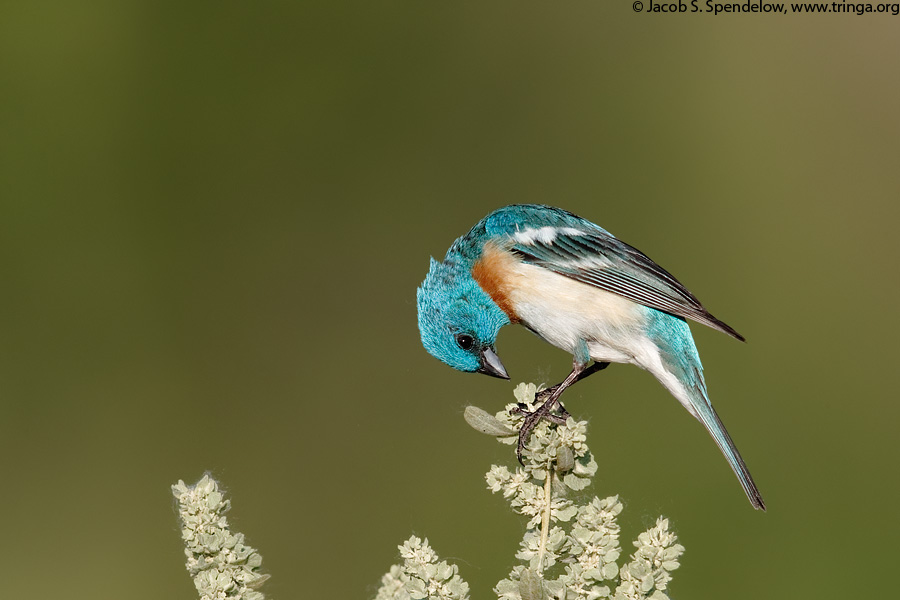 Lazuli Bunting