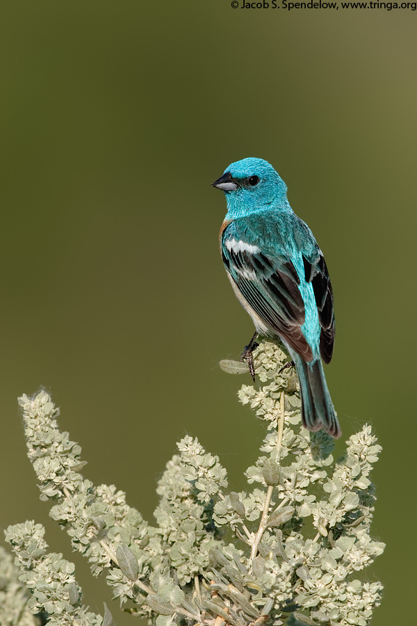 Lazuli Bunting