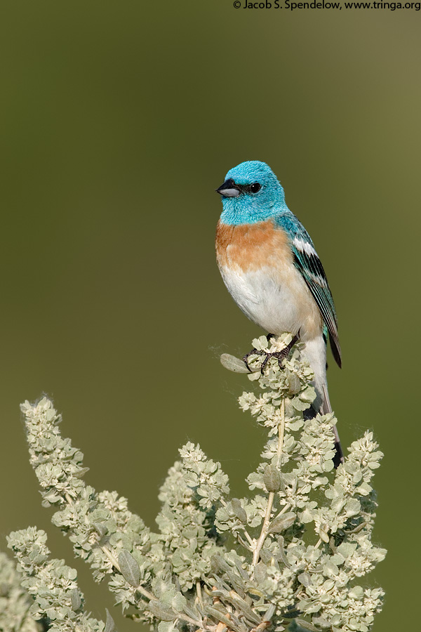 Lazuli Bunting