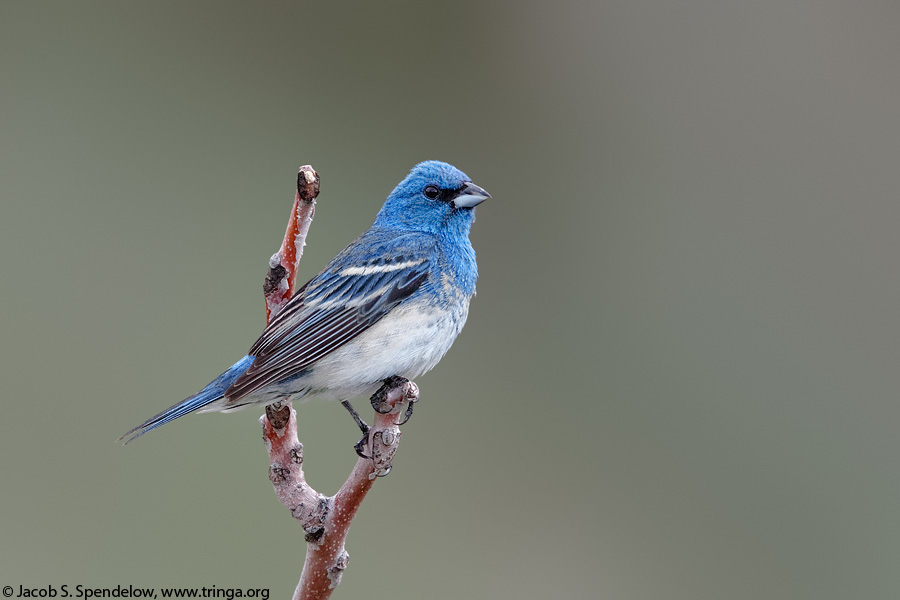 Lazuli X Indigo Bunting