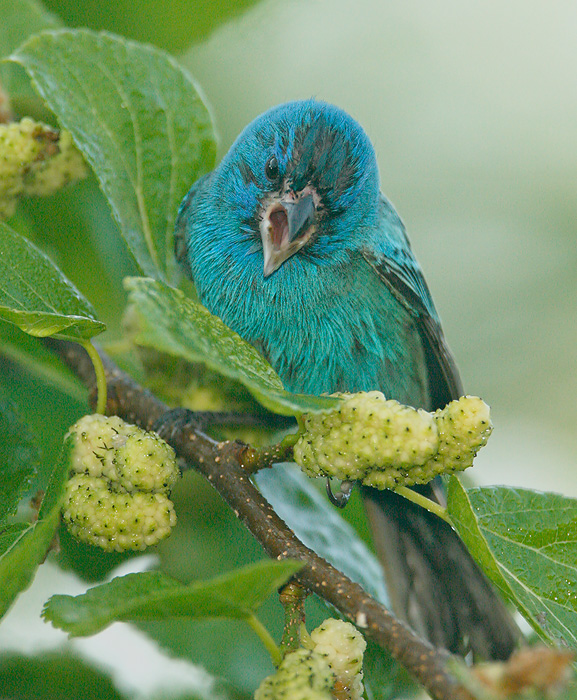 Indigo Bunting