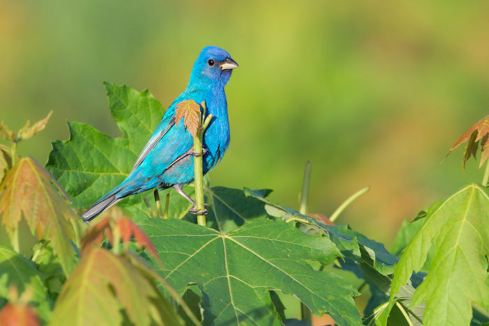 Indigo Bunting