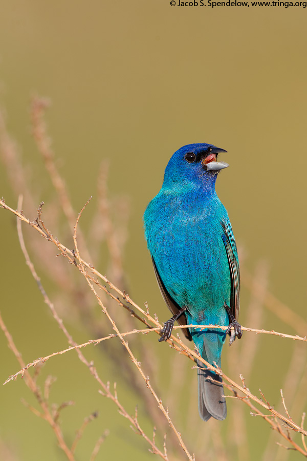 Indigo Bunting