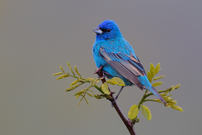 Indigo Bunting