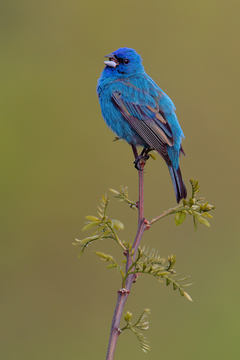 Indigo Bunting