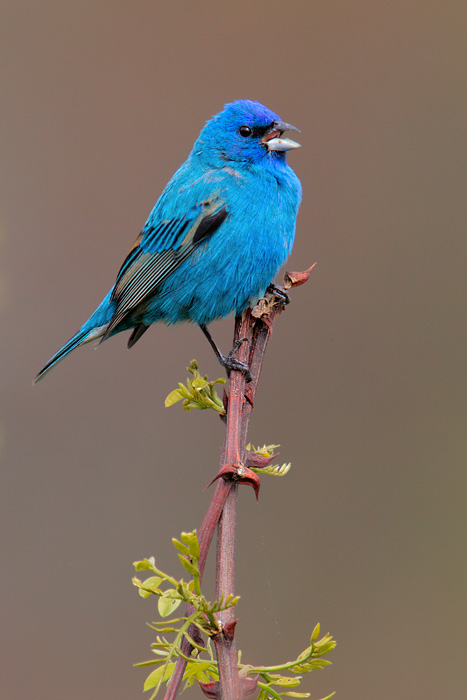 Indigo Bunting