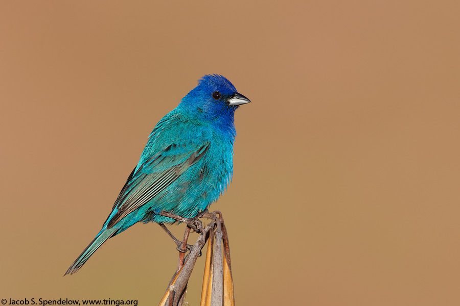 Indigo Bunting