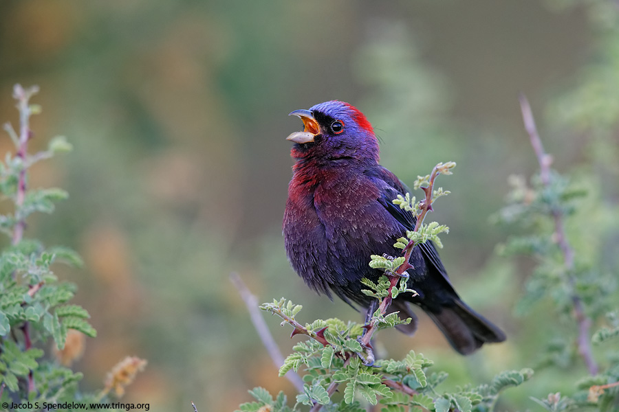 Varied Bunting