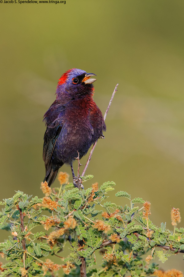 Varied Bunting