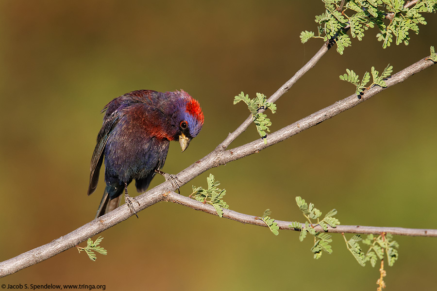 Varied Bunting