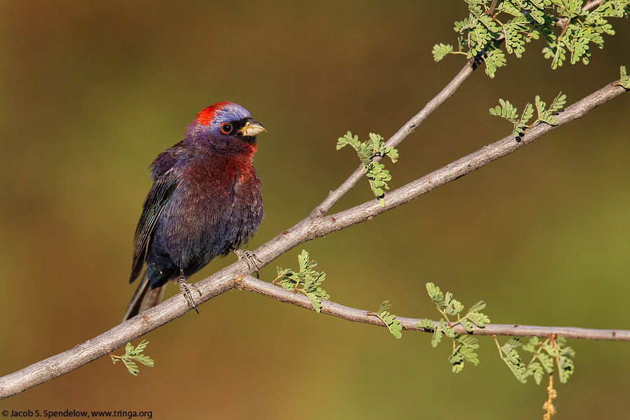 Varied Bunting