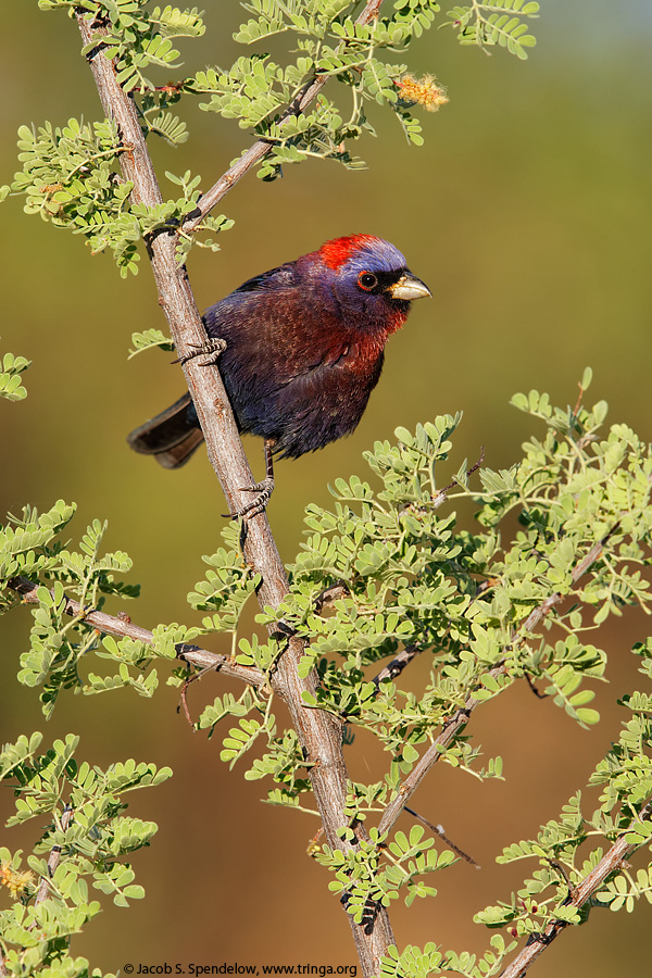 Varied Bunting