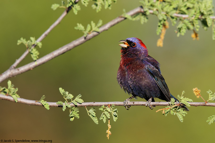 Varied Bunting