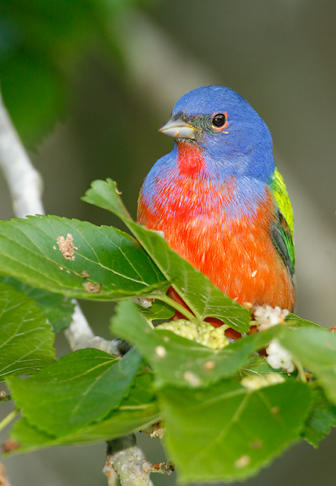 Painted Bunting