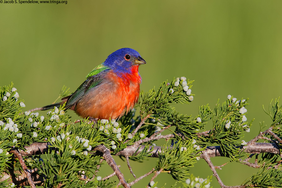 Painted Bunting