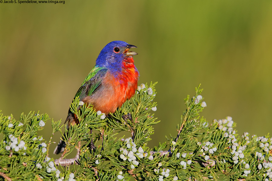 Painted Bunting