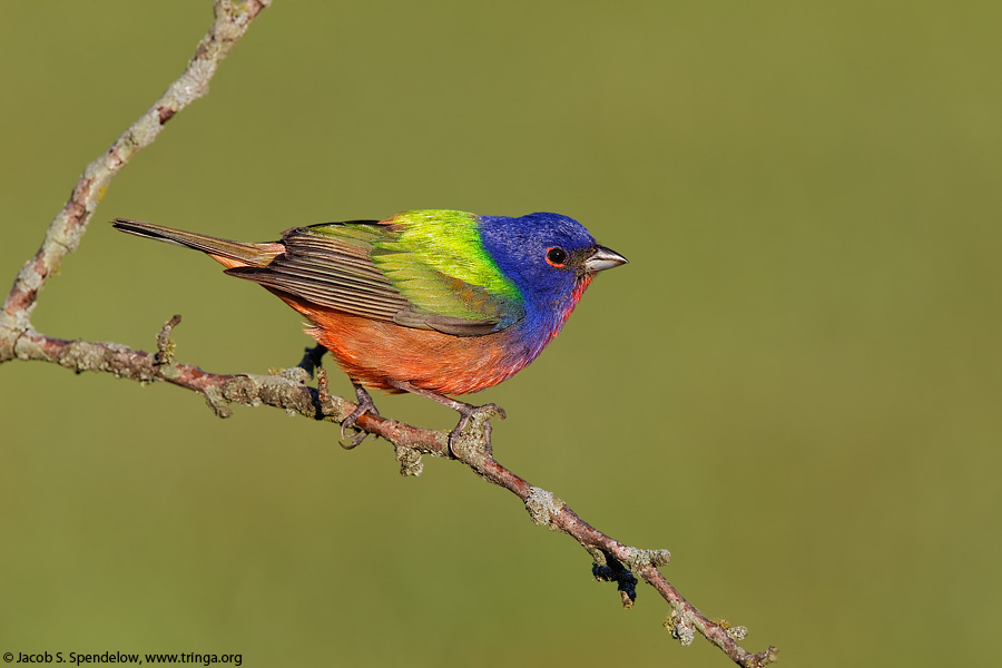 Painted Bunting