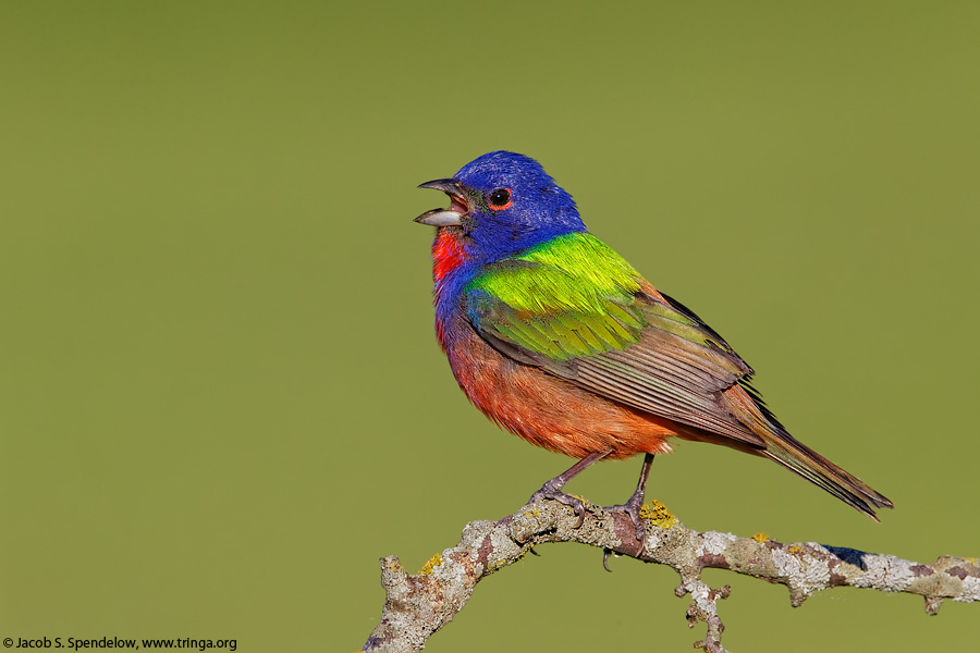 Painted Bunting