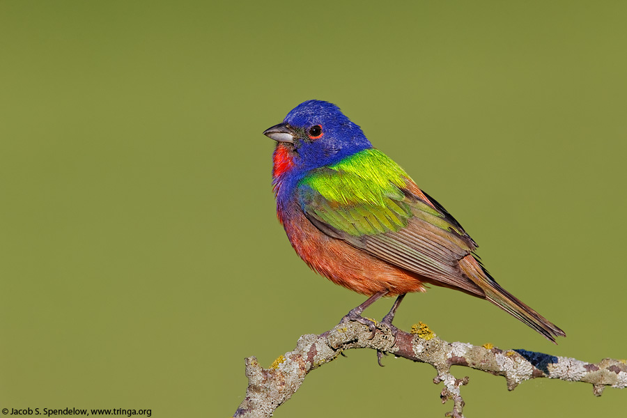 Painted Bunting