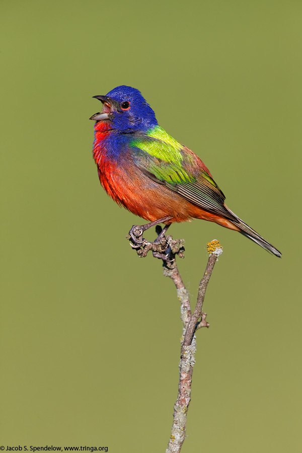 Painted Bunting