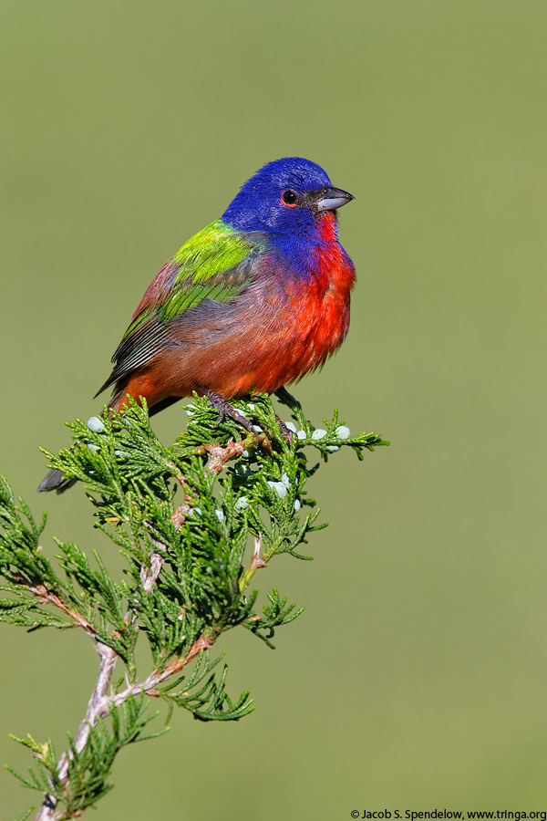 Painted Bunting