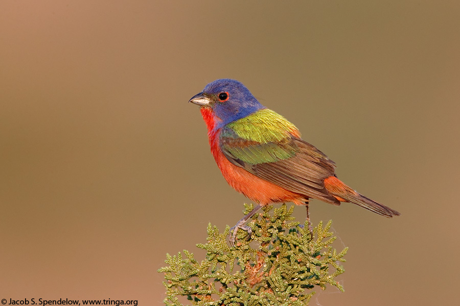 Painted Bunting