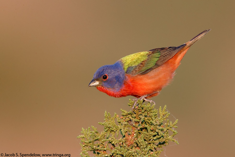 Painted Bunting