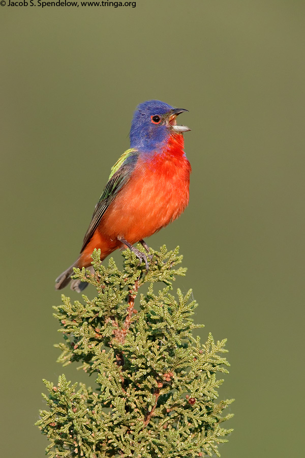 Painted Bunting