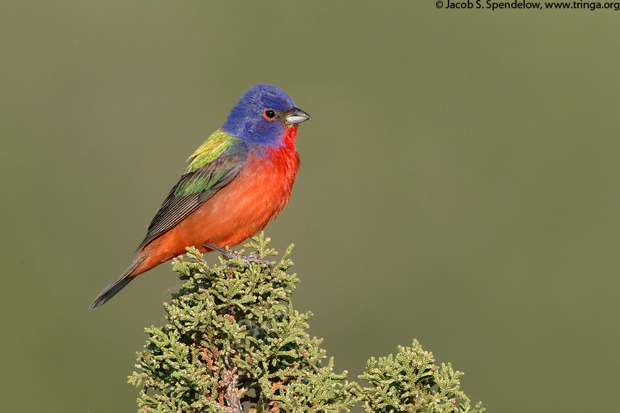 Painted Bunting