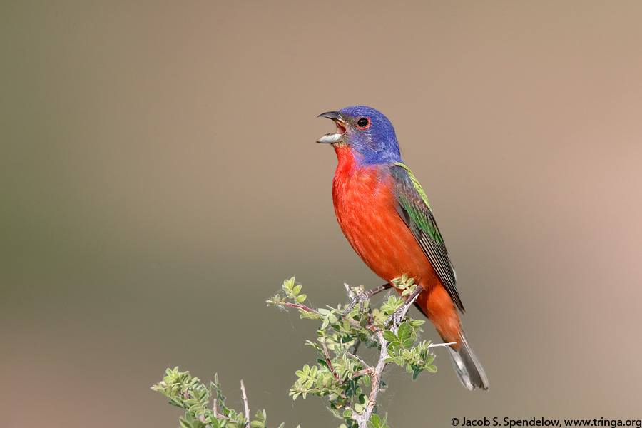 Painted Bunting