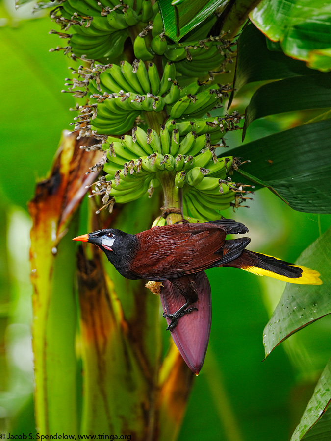 Montezuma Oropendola