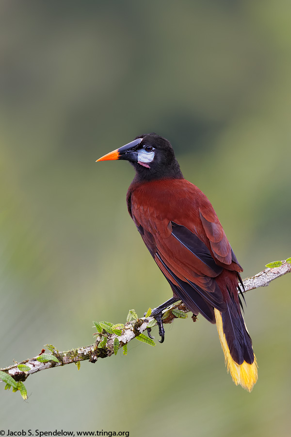 Montezuma Oropendola