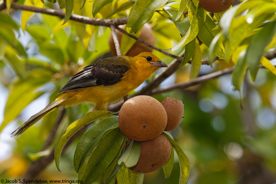 Spot-breasted Oriole