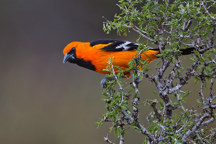 Altamira Oriole