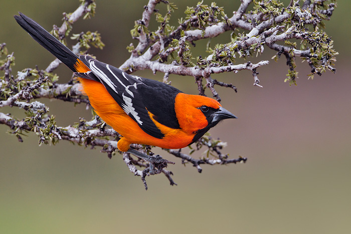 Altamira Oriole