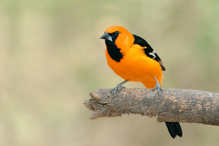 Altamira Oriole