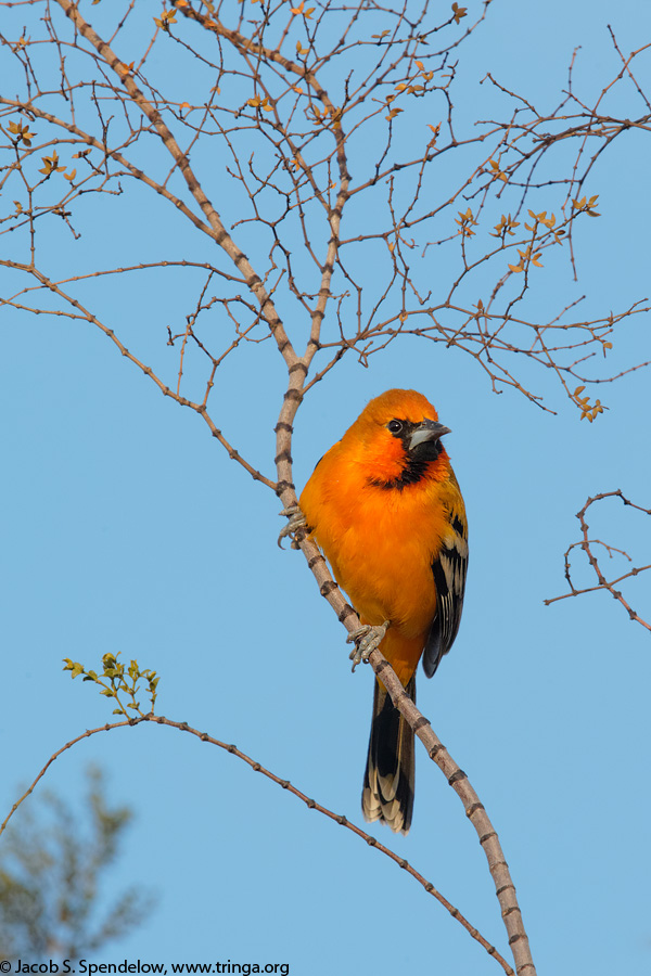 Streak-backed Oriole