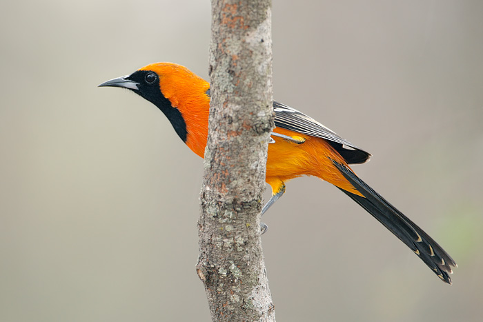 Hooded Oriole