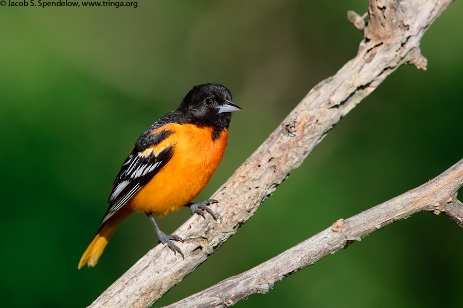 Baltimore Oriole