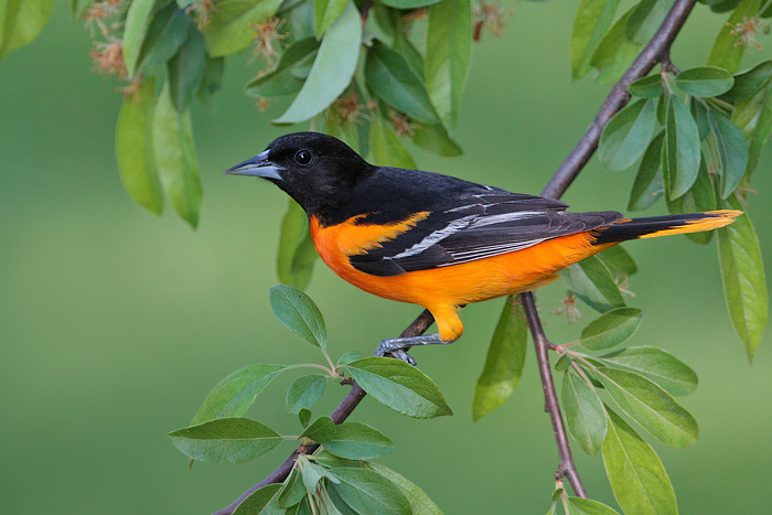 Baltimore Oriole